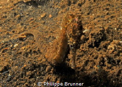 Hypocampe by Philippe Brunner 